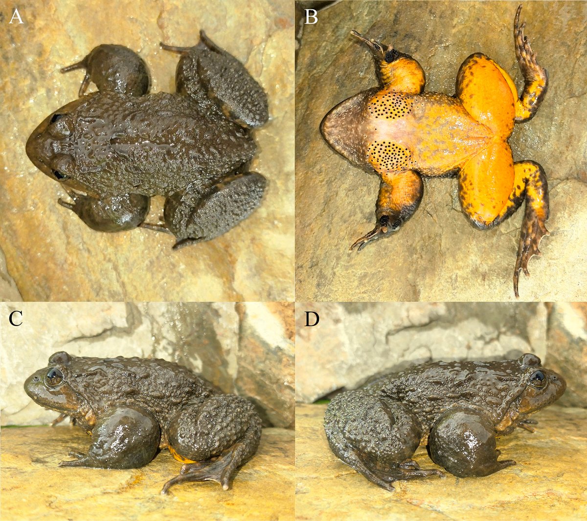 ZooKeys_Journal's tweet image. 🐸Take a look at the two newly described slow #frogs of the genus Nanorana: 𝘕𝘢𝘯𝘰𝘳𝘢𝘯𝘢 𝘻𝘩𝘢𝘰𝘵𝘰𝘯𝘨𝘦𝘯𝘴𝘪𝘴 and 𝘕𝘢𝘯𝘰𝘳𝘢𝘯𝘢 𝘸𝘦𝘯𝘴𝘩𝘢𝘯𝘦𝘯𝘴𝘪𝘴. 

You can find their distinguishing characteristics here: doi.org/10.3897/zookey…

#anurans #frog #newspecies