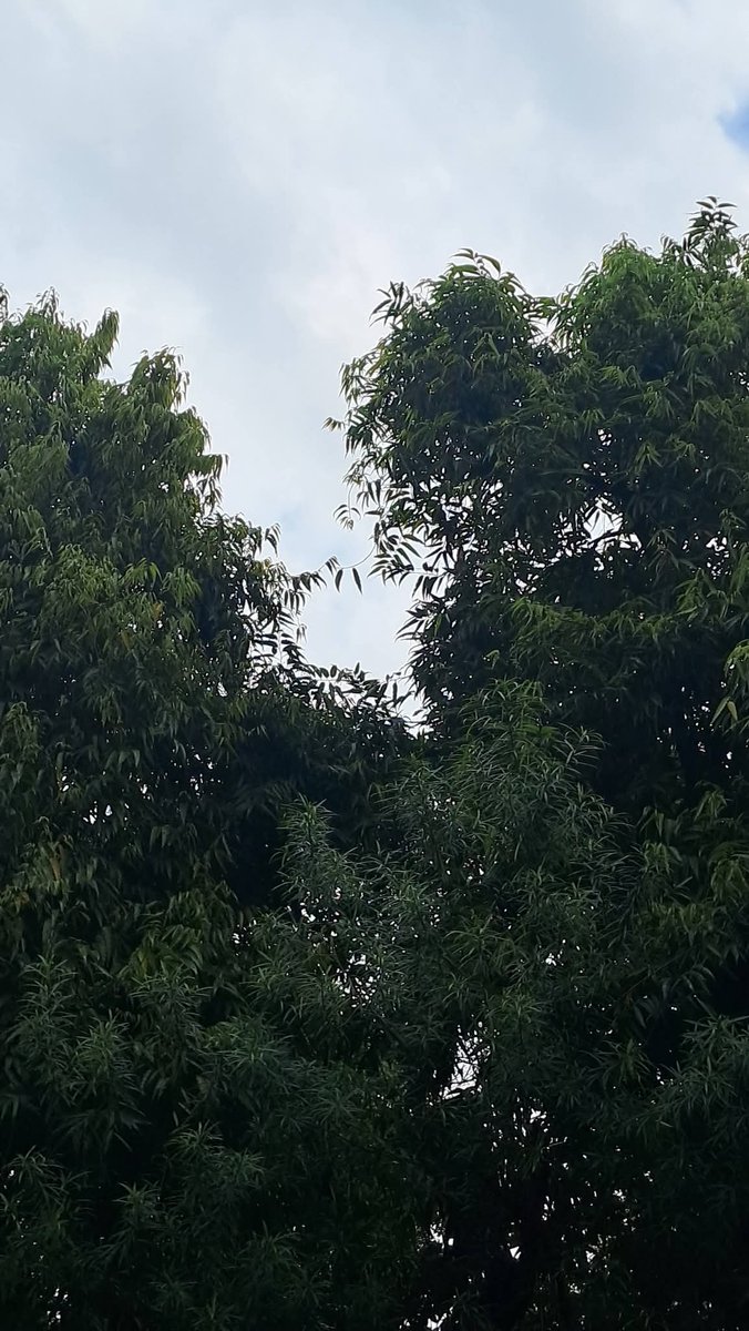 Usha Wildflower 🌱📚 🍀 tweet media