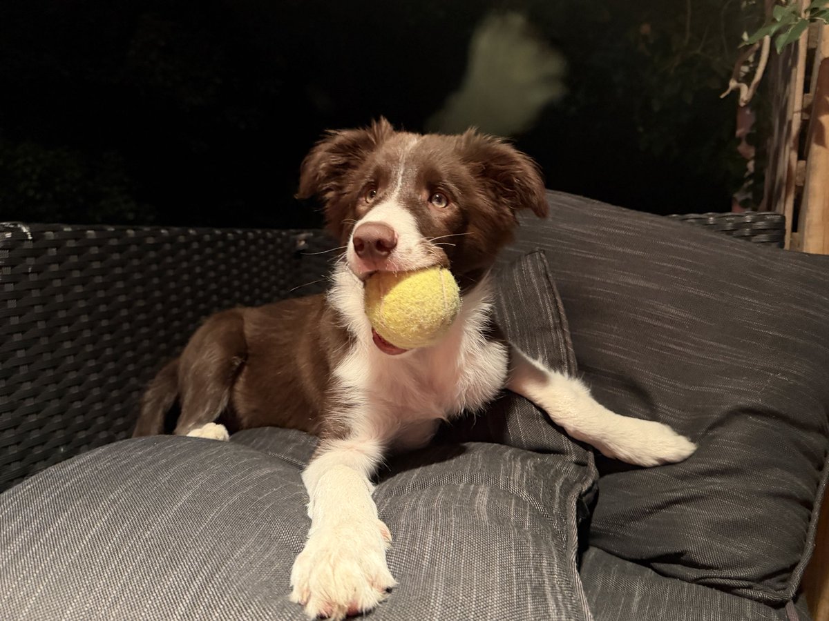 Docsthename's tweet image. #Goose