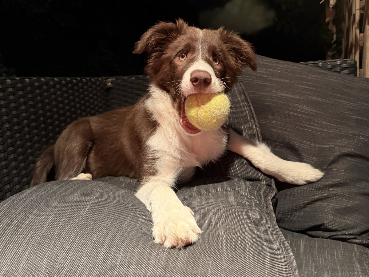 Docsthename's tweet image. #Goose