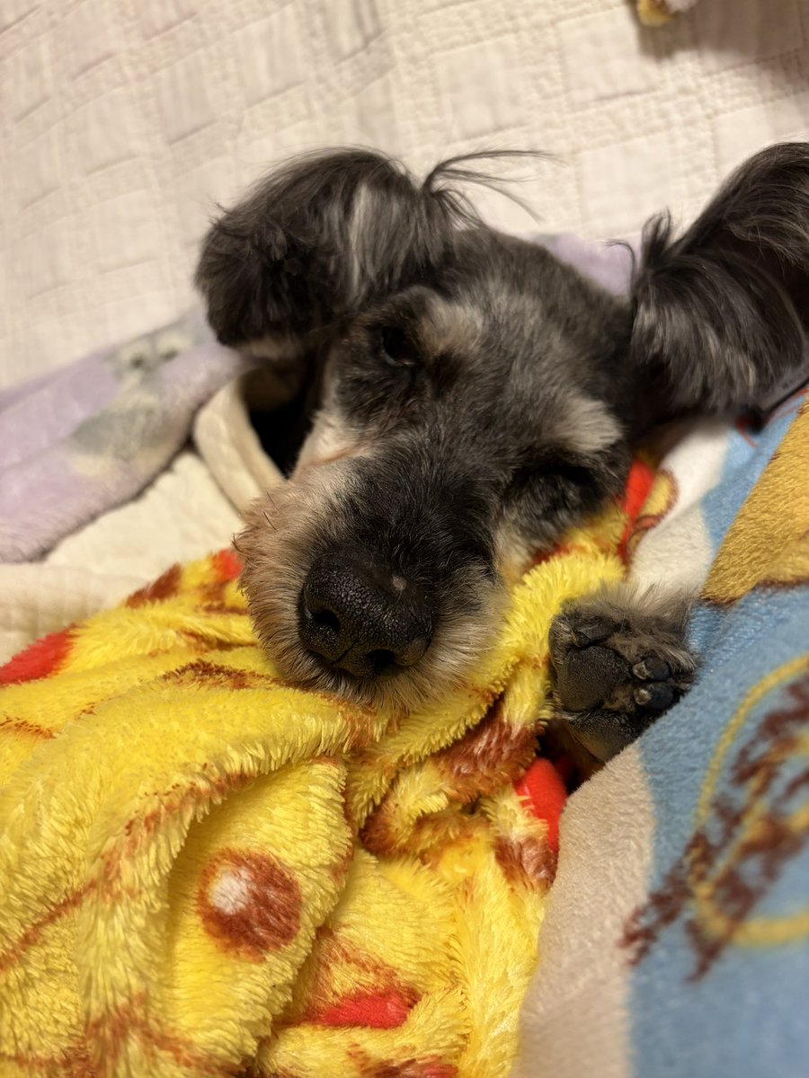 フィロママ tweet media