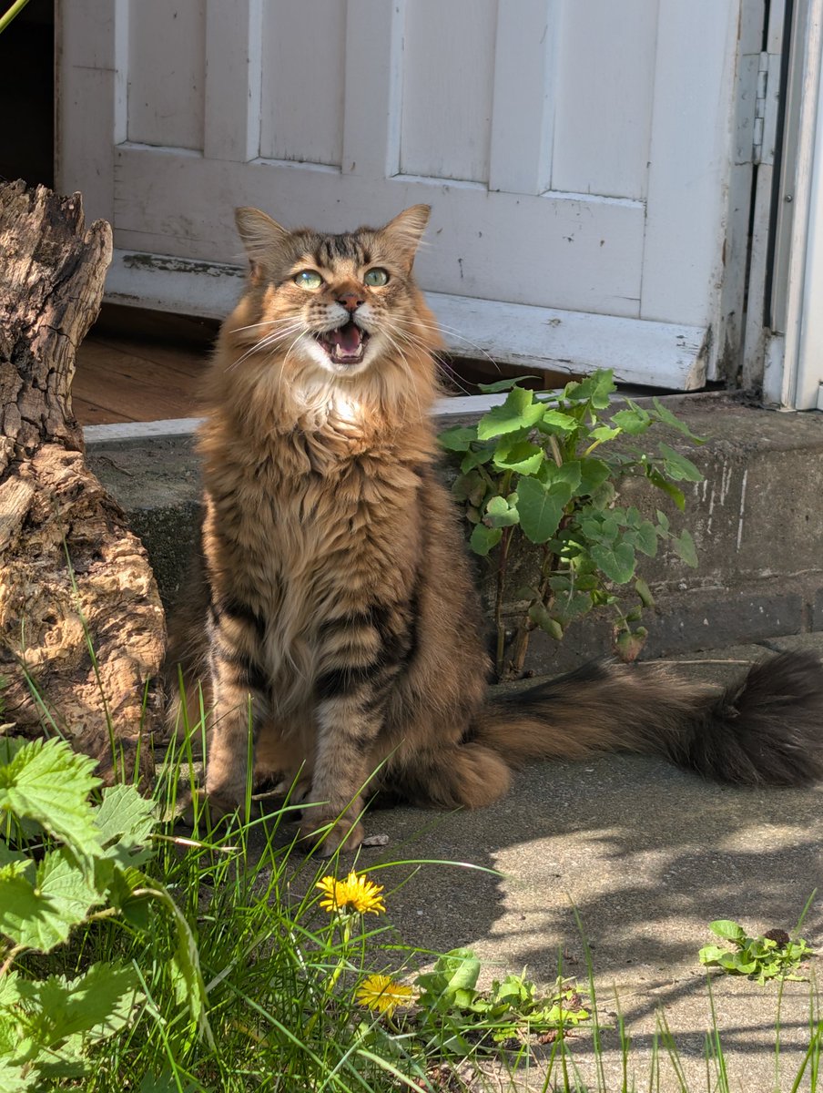 👽 Coral Karina . ✵ °❍⭒. 🛸 ⭒ tweet media