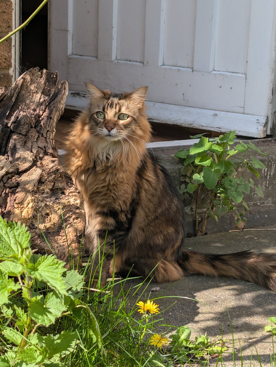 👽 Coral Karina . ✵ °❍⭒. 🛸 ⭒ tweet media