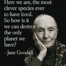 Cethejungle's tweet image. The most advanced brain on Earth is the only one currently engineering its own extinction. No other creature destroys the systems it needs to survive. Being the smartest species means nothing if we can't learn to live in balance. #EcoSystems #PlanetEarth #ProtectThePlanet #Nature