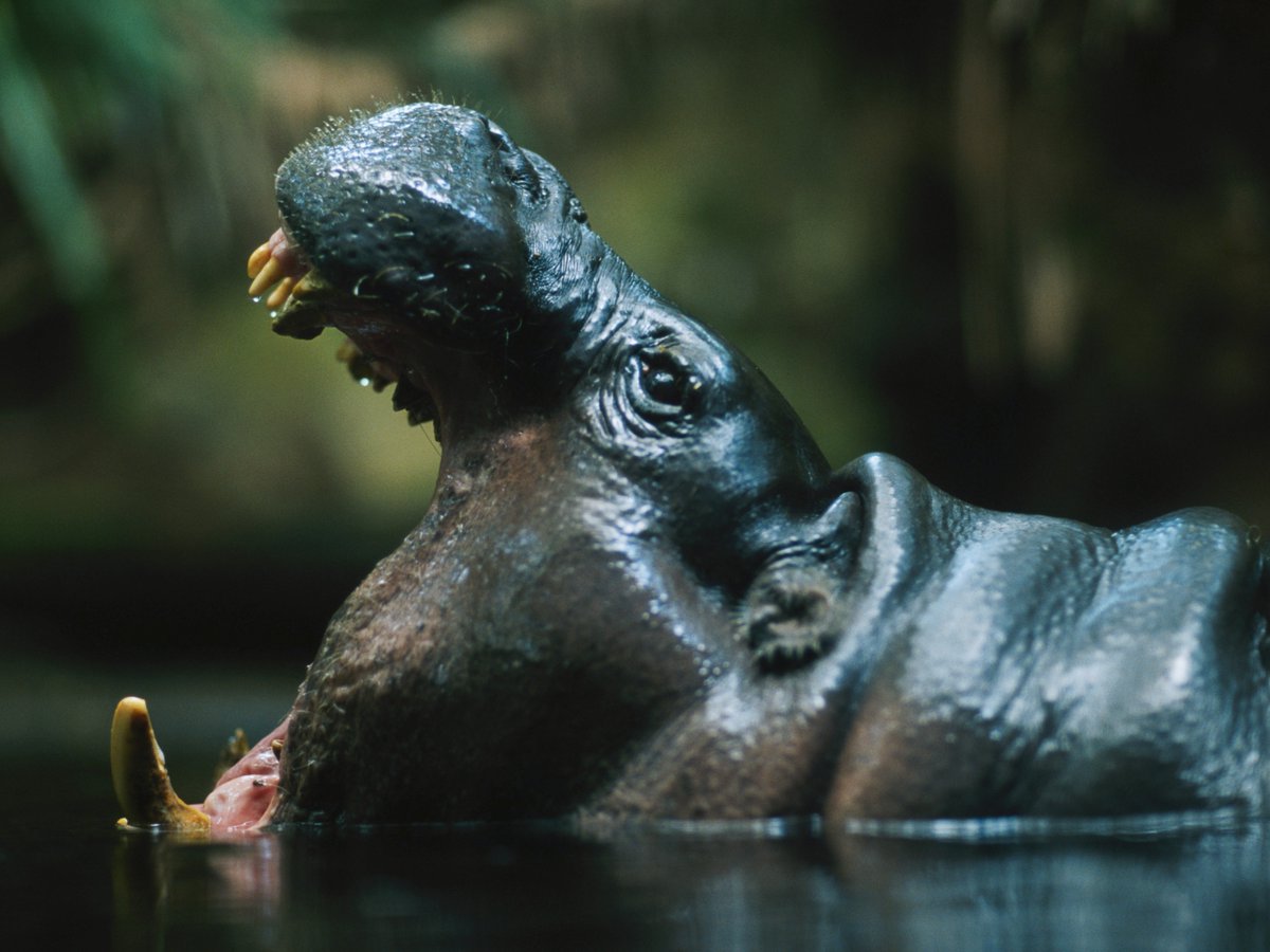 Discovery tweet media