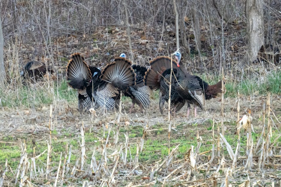 GameDropoff's tweet photo. He was gobbling on the roost. You were set up perfectly.

Then the hens pitched down, surrounded him, and he walked the wrong direction.

Henned-up gobblers end more April mornings than bad weather does. Thursday's newsletter covers four ways to fix that. https://t.co/6AE7DdQYNe