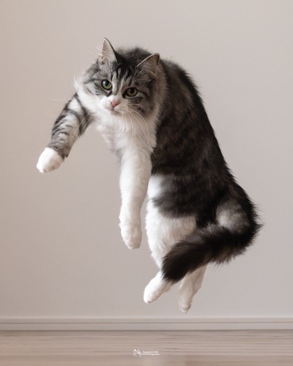 小野一俊 tweet media