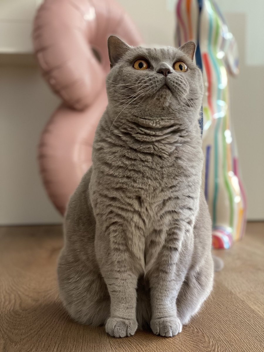 Gandalf the Grey tweet media