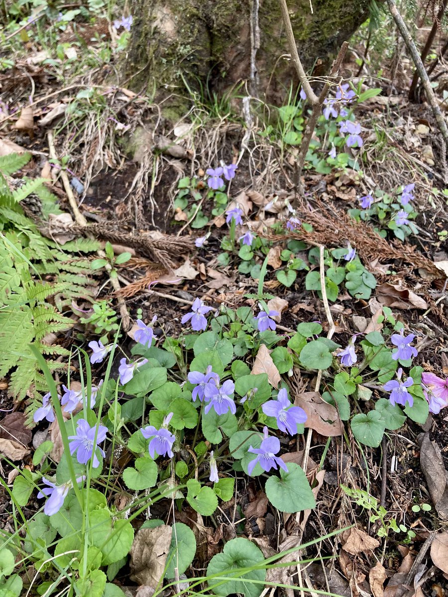 はらだみずき tweet media