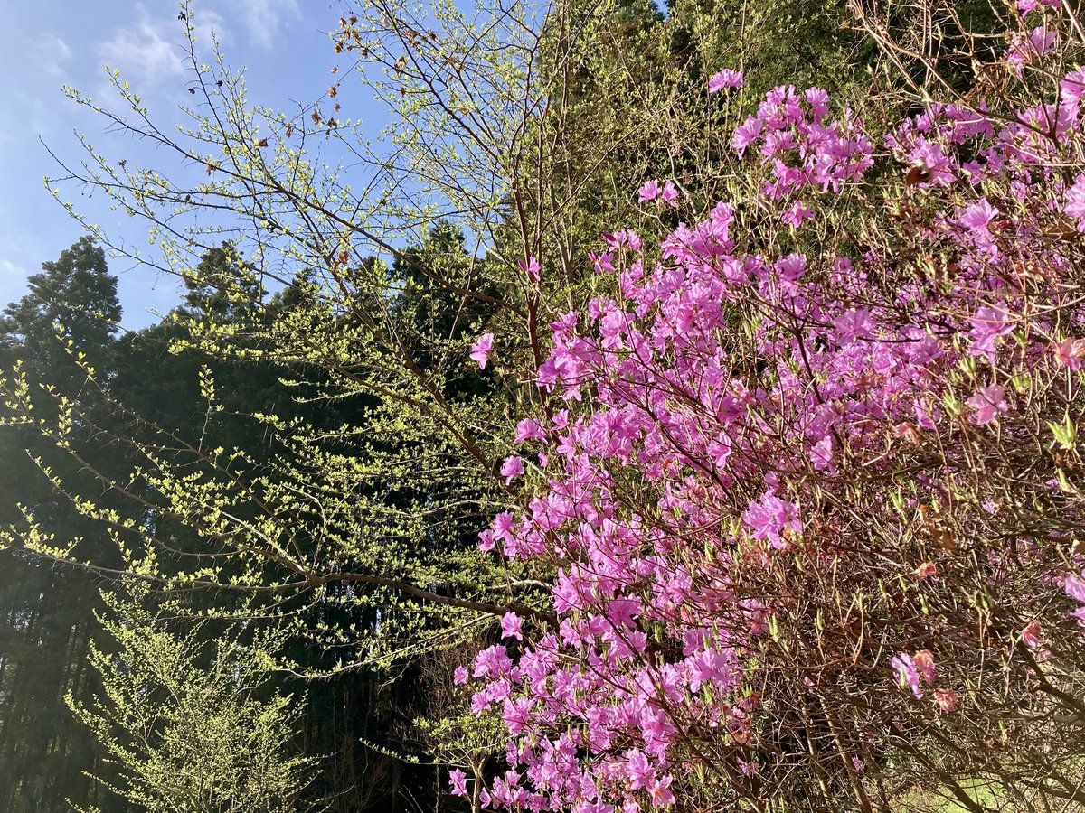 はらだみずき tweet media