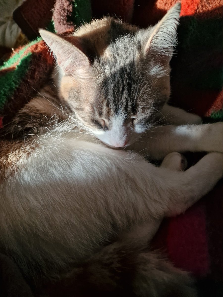 Tom van Dauven tweet media