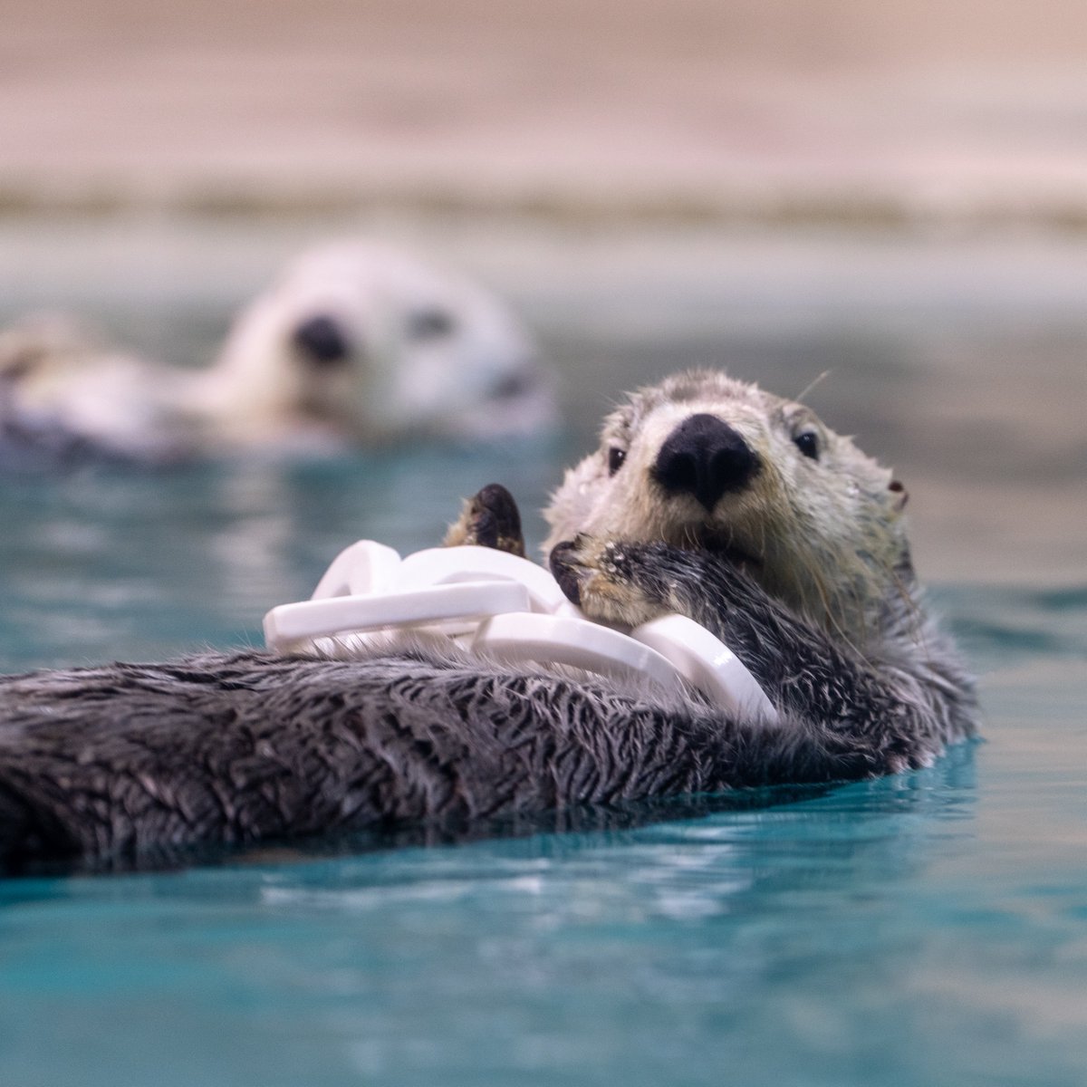 スコンブ3rd tweet media