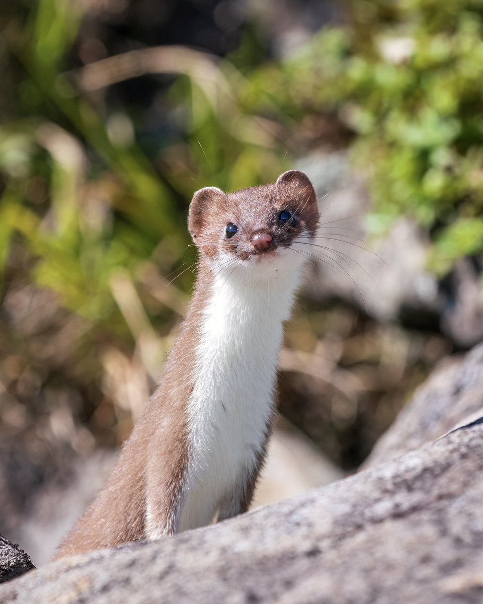 土屋幸子　Sachiko Tsuchiya tweet media