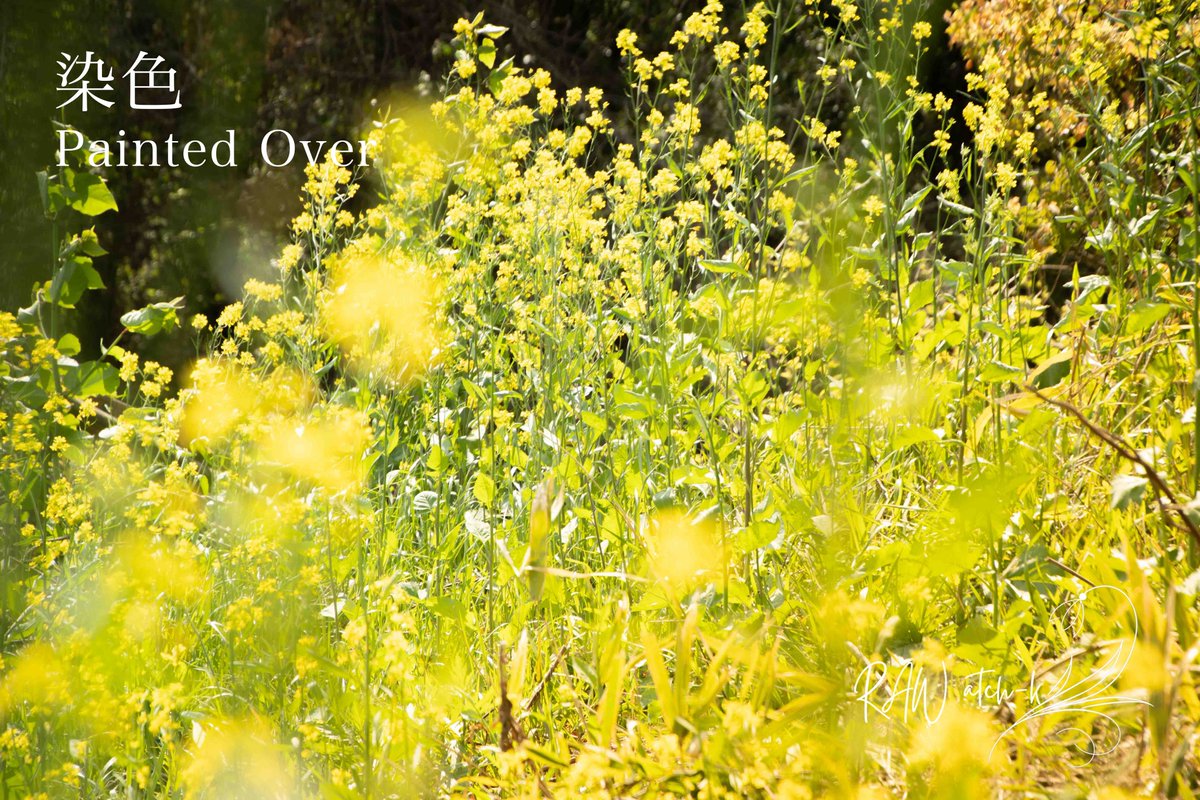 atchk_visuals's tweet image. 菜の花が、弾けた。

胸の奥に溜まっていた
灰色のものが

黄色に、押しつぶされていく

目を閉じても
まぶたの裏まで染まって

これは慰めなのか
それとも

— atch-k
#VisualStorytelling #VisualLiterature #写真詩