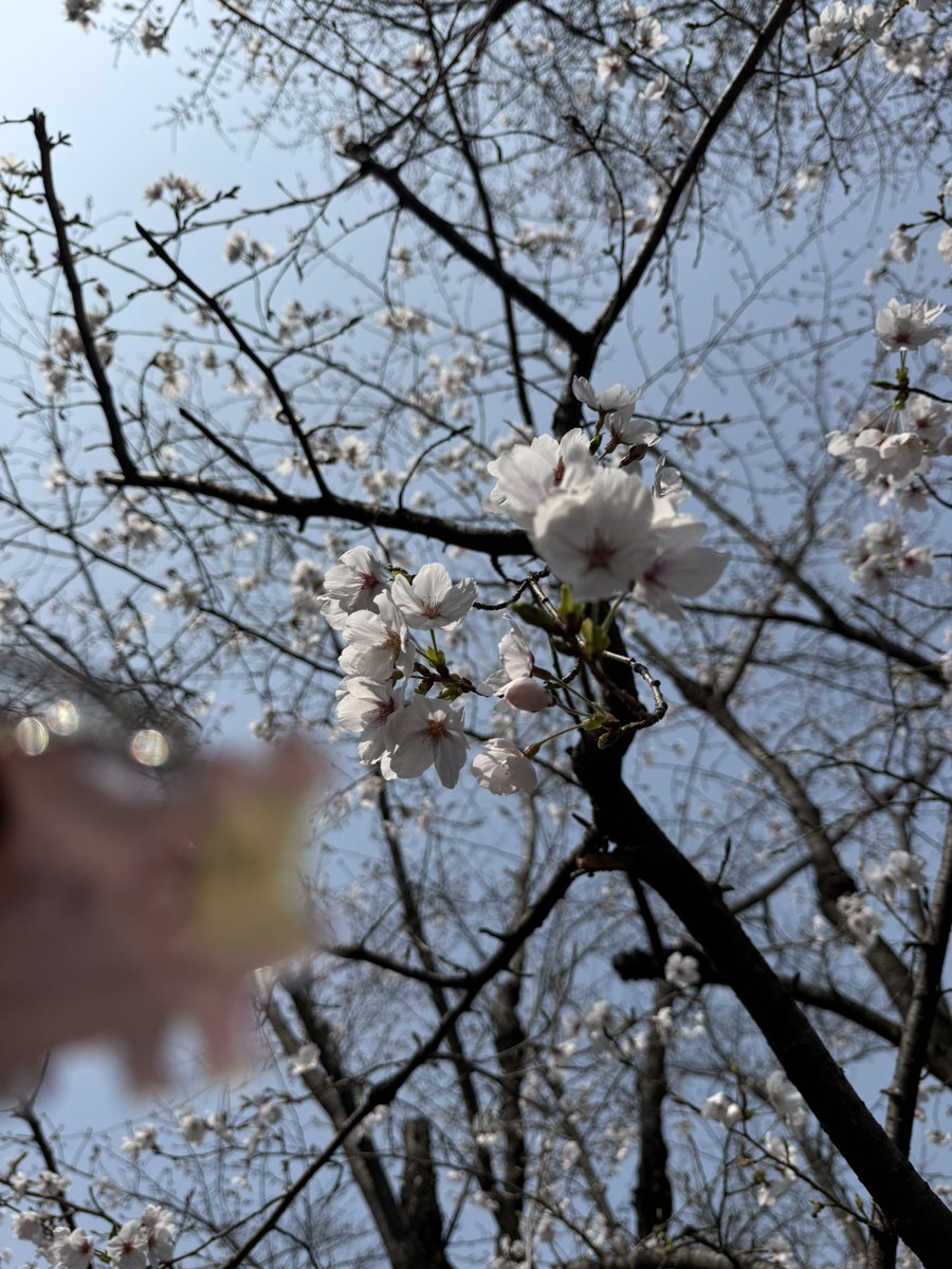 旅行三日目！
ゆっくり目に起きてしまったのと帰りの電車が気になって当初の目的地を断念し、ゆっくりホテルなどで過ごすことに。ご飯も食べて、お散歩して、いつもお参りする神社と神社にいる烏骨鶏？にご挨拶し、新幹線で、いざ東京へー！