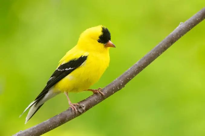 DaveHargrove2's tweet photo. @oaksandlions Beautiful bird. This is the American goldfinch. No red on the version on this side of the pond. https://t.co/j2YJqGv6Z2