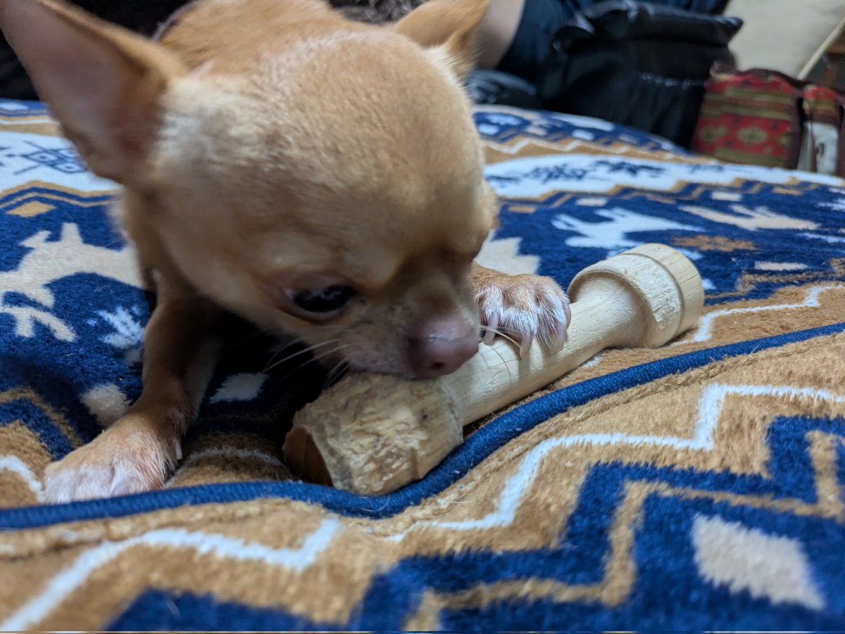 チワワ姉妹 tweet media