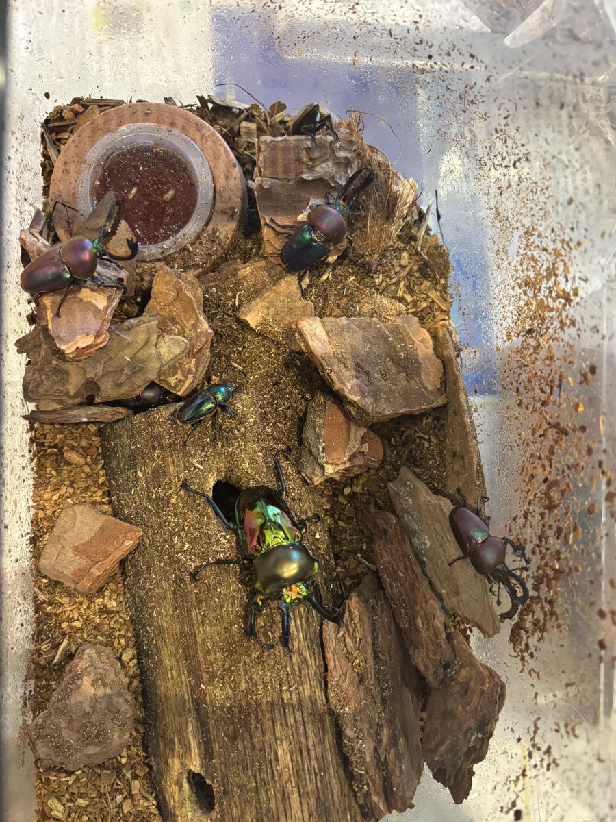 ◎ほんまる👼🏻 tweet media