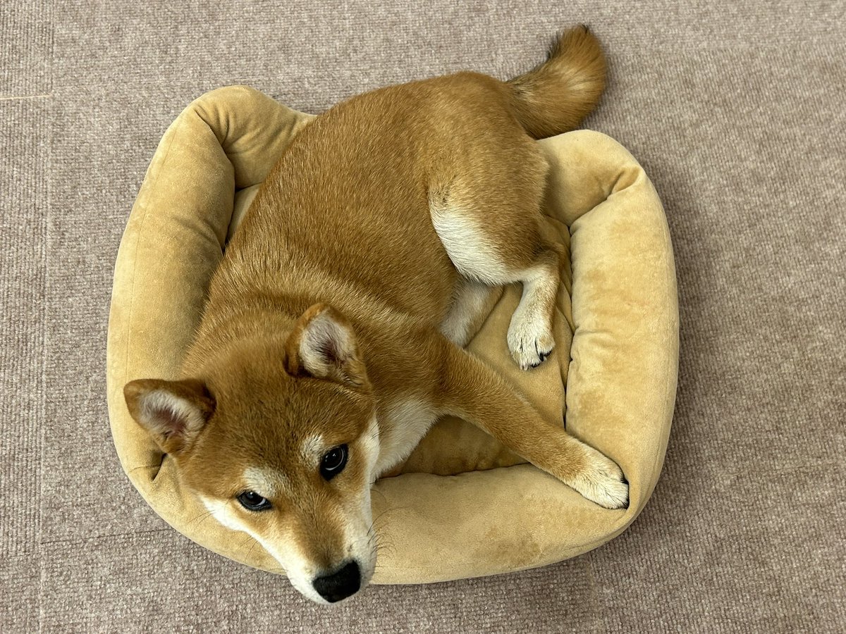 7232_k's tweet photo. 眼光が鋭くなってきた。
ずっと仔犬でいてほしい🥹 https://t.co/ZlFQxZu6wm