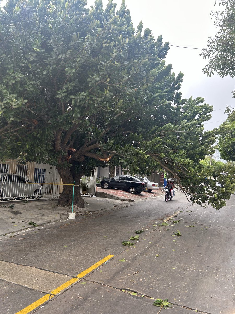 En la calle 68 entre Cra. 41 y 42 hay un arbol grande que está apunto de caer y los vehículos y motos transitan por debajo de las ramas, evítenos una tragedia! Con Urgencia la presencia del cuerpo de #bomberos y una cuadrilla de <a href="/Aire_Energia/">Air-e Intervenida</a> <a href="/AtlanticoEmi/">EmiAtlantico</a> <a href="/Bquillaverde/">EPA Barranquilla Verde</a>