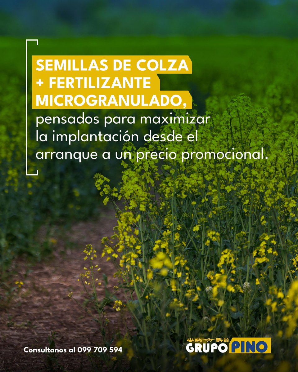 GRUPO PINO tweet media