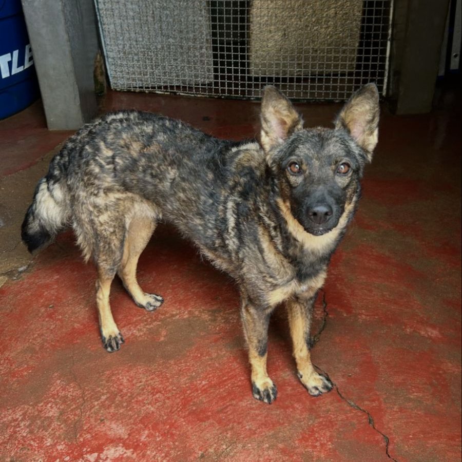 Cãogonhal - Proteção Animal tweet media