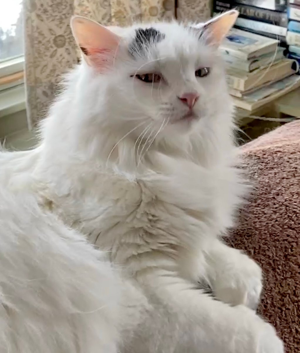 DorotheaCatMiddVT🐈 tweet media