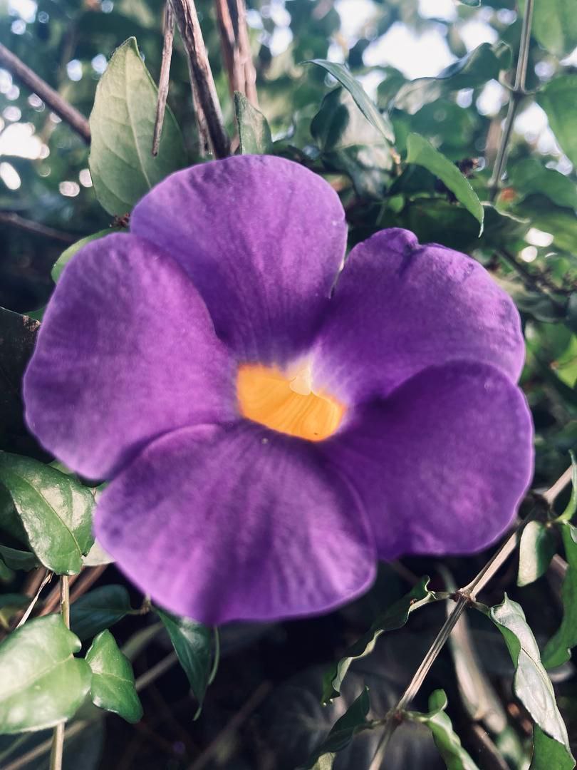 TelePinar tweet media