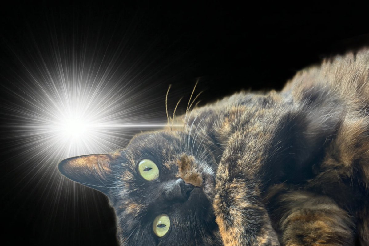 ちょこちこかーさん tweet media