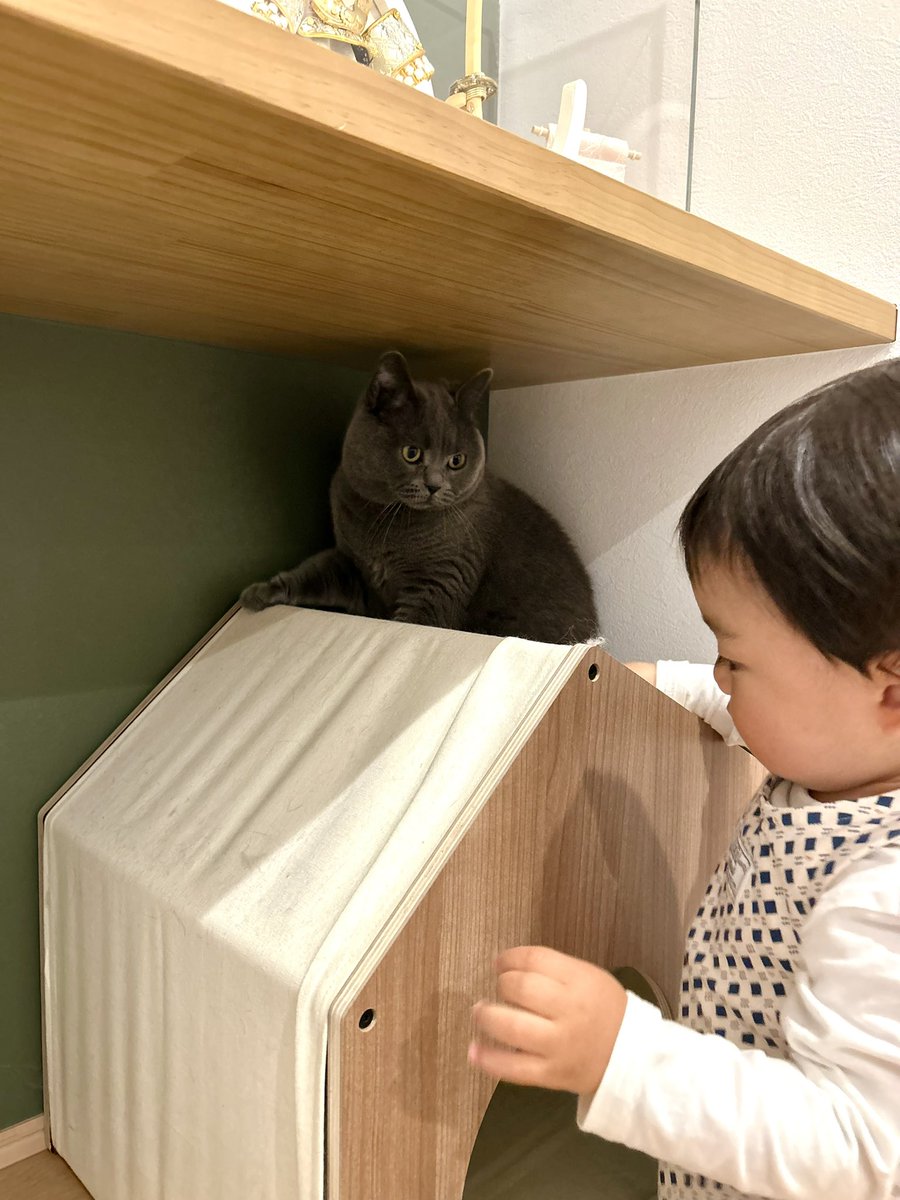 _____gr69's tweet photo. 最近覚えたいないいないばあ！（大声）にお手本のような驚き方をしちゃう猫ちゃん（このふたりの縮まらない距離感） https://t.co/8xdiKIrHzR