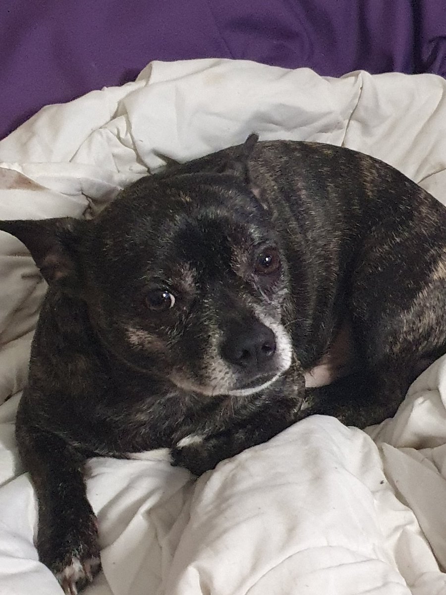 Wer fährt (oder kennt jemanden, der fährt) von NRW nach Sachsen-Anhalt und könnte einen kleinen Hund mitnehmen? 
Buddy ist ein Chihuahua-Franz. Bulldoggen-Mix und nicht sehr groß. 
Er ist komplett stubenrein und würde auch nirgends hin machen...