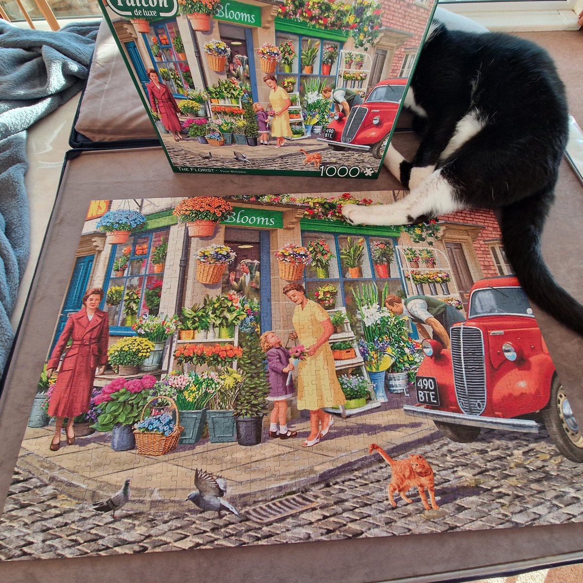 Judith Beilby and IOW Ambassacat Ozzy tweet media