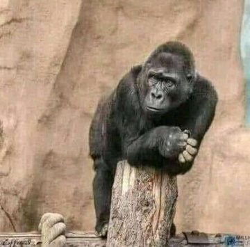 Colman Photo 🇿🇦 tweet media