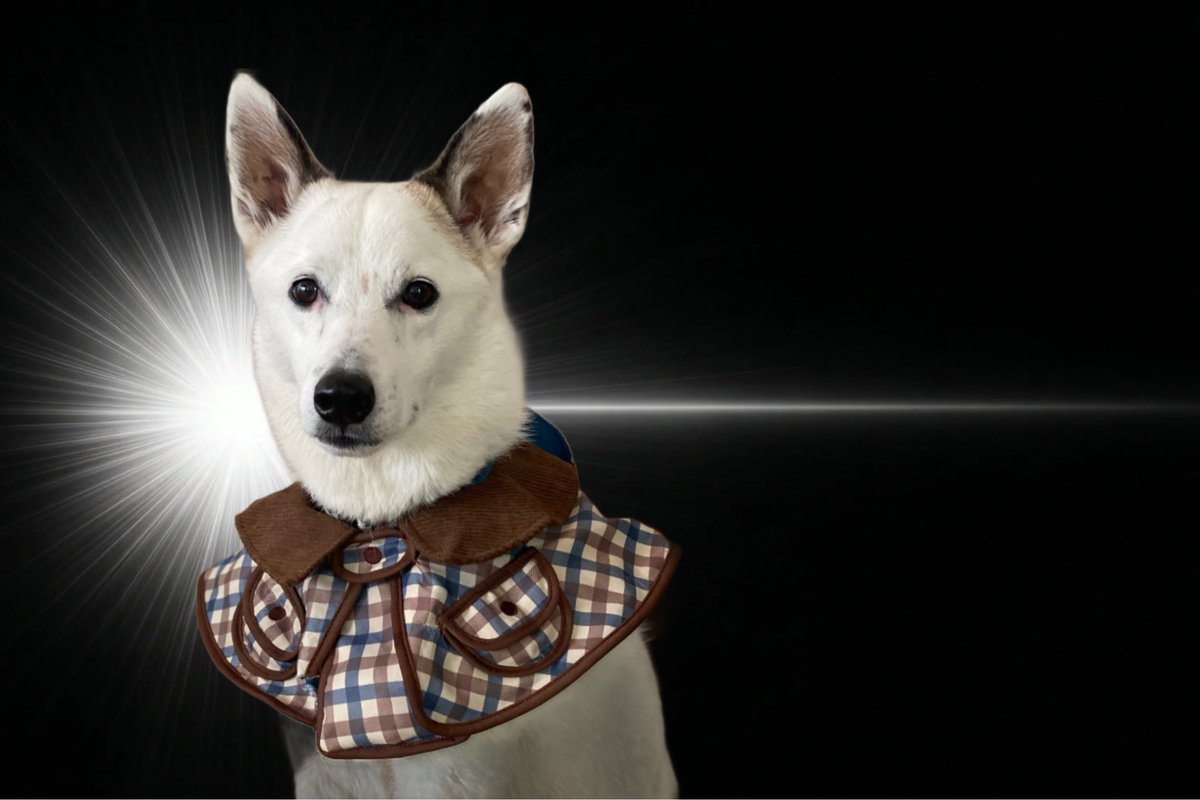 力工ルちゃん犬を飼う（猿） tweet media