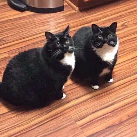 ceciarmy tweet media