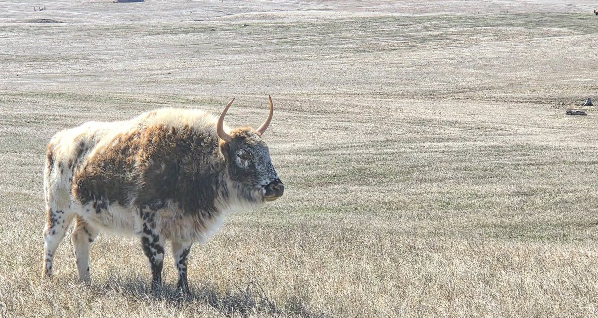 BuffaloRon tweet media