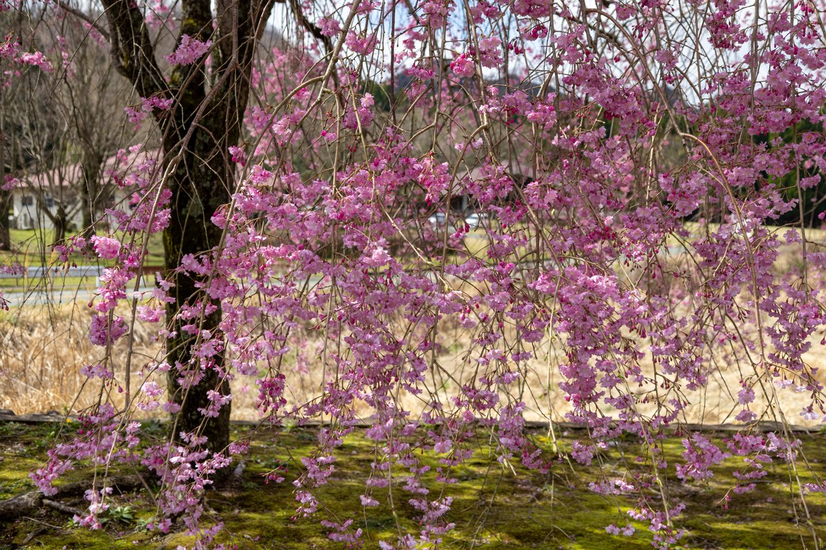高森町の飲食店そばの枝垂桜！
あまりにもきれいで思わず止まって撮影しました。
#高森町