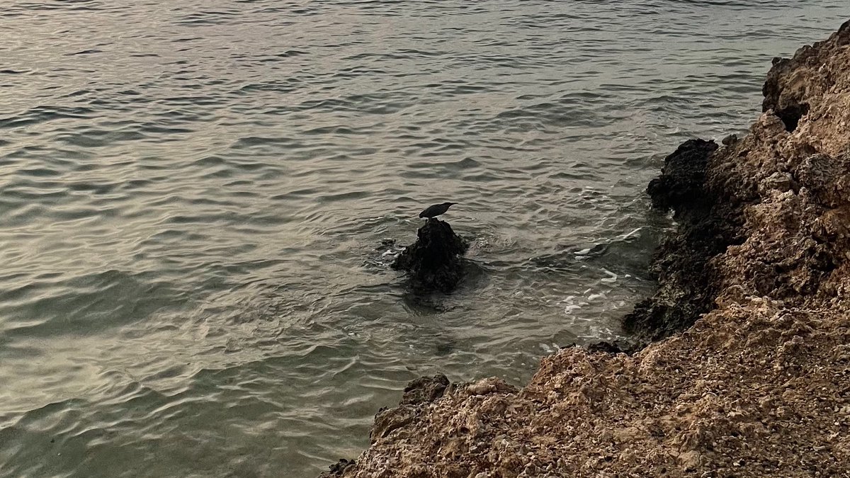 لـمار tweet media