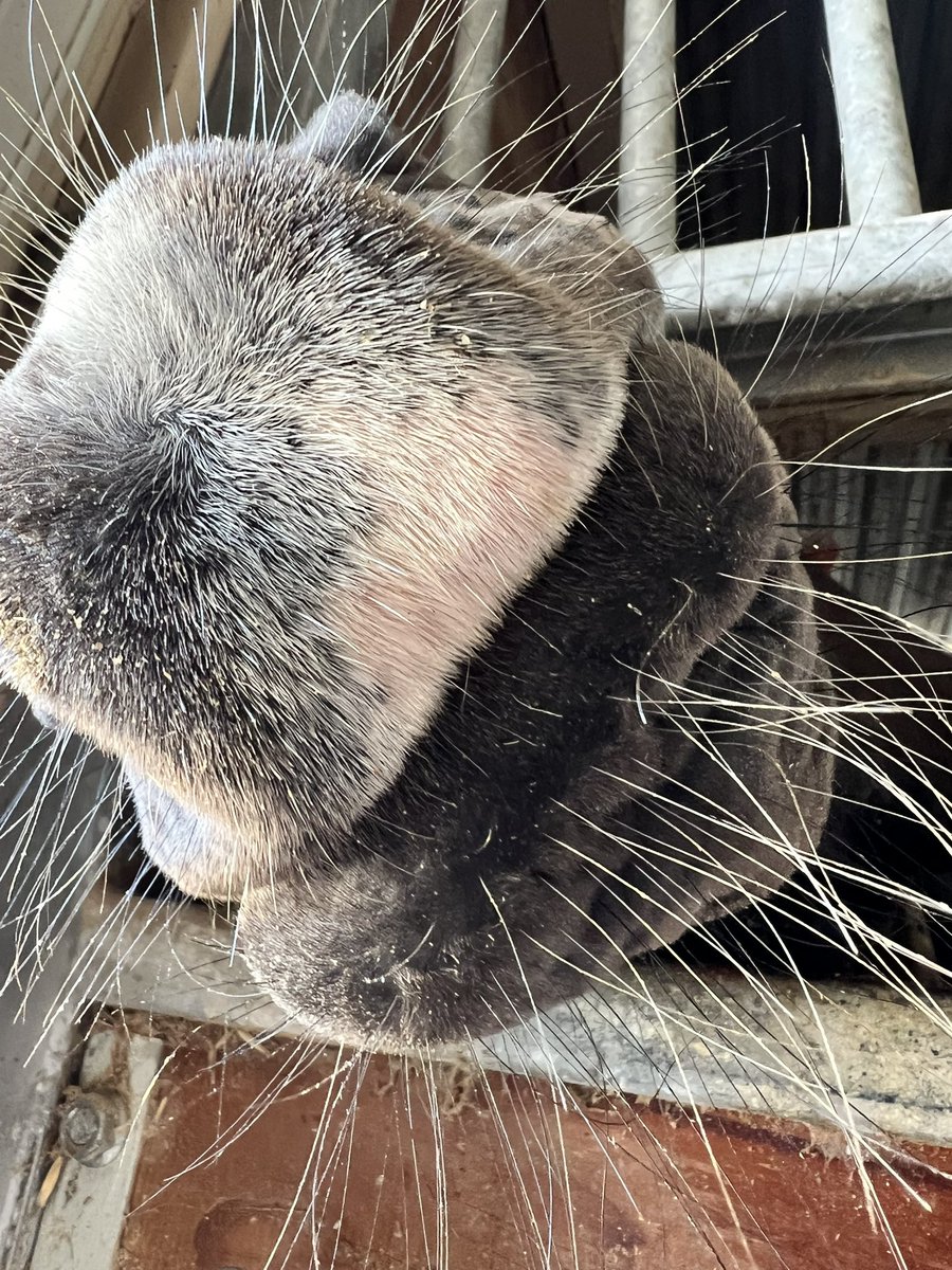 ぴのもる🐴 tweet media