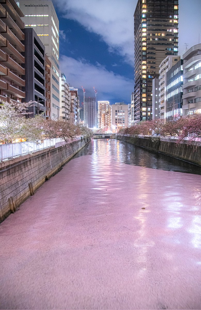 ナカチャン【袋帯】写真映え抜群◎淡色ぼかしの花筏 目黒川の花筏が幻想的なピンクの川面を演出