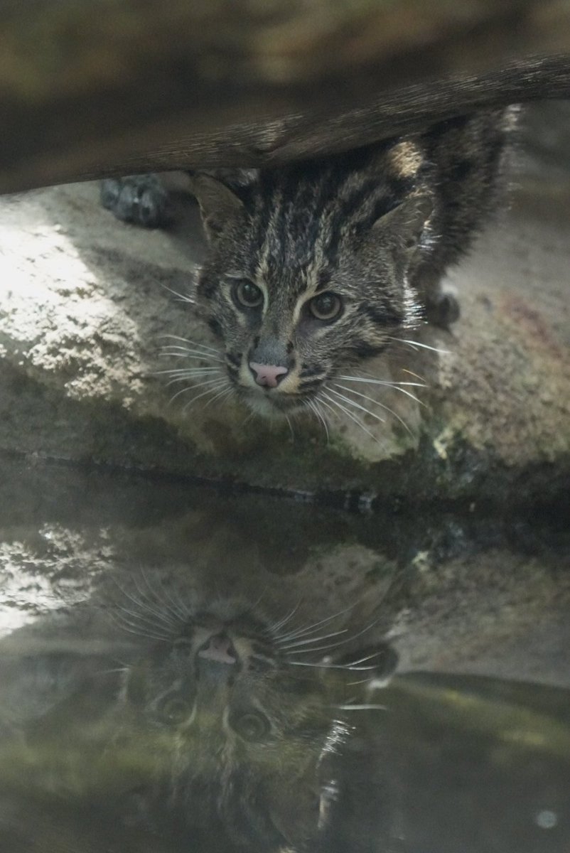 すぎきち tweet media