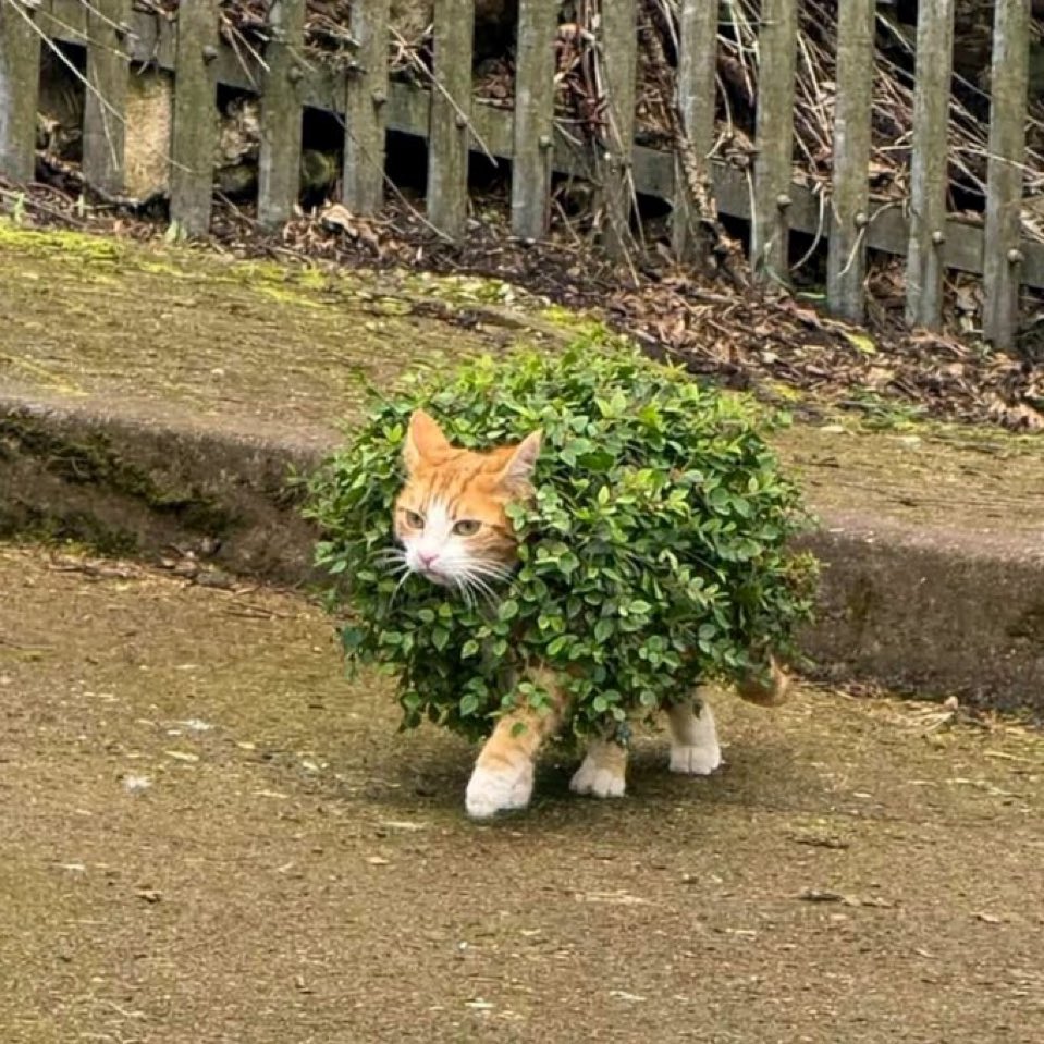 ネコの時間 tweet media