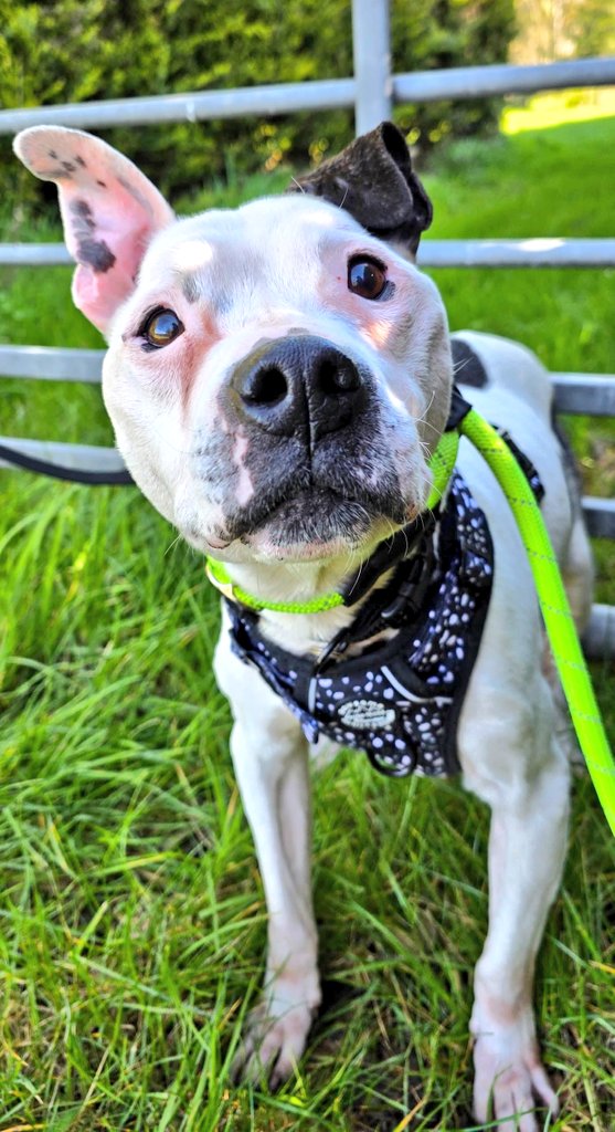 Senior Staffy Club Dog Rescue tweet media