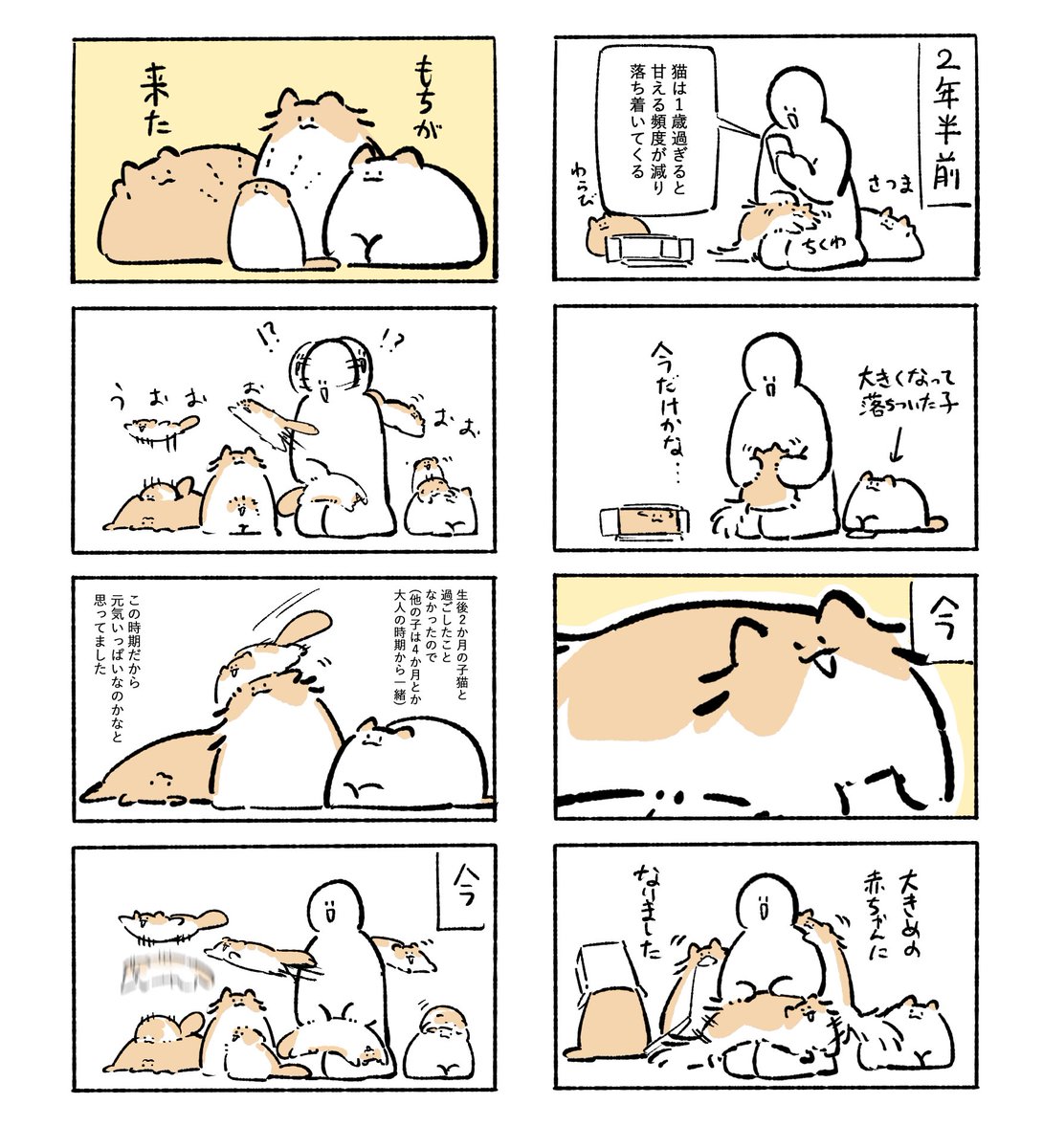 もちわさ日 tweet media