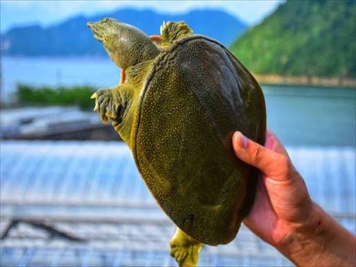 ハナミ tweet media