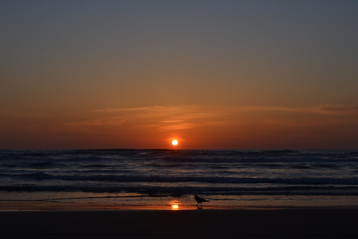 『あひぬ。 🐺🧚🏻🦫🥦 next9/12 milet 森のホール21 tweet media