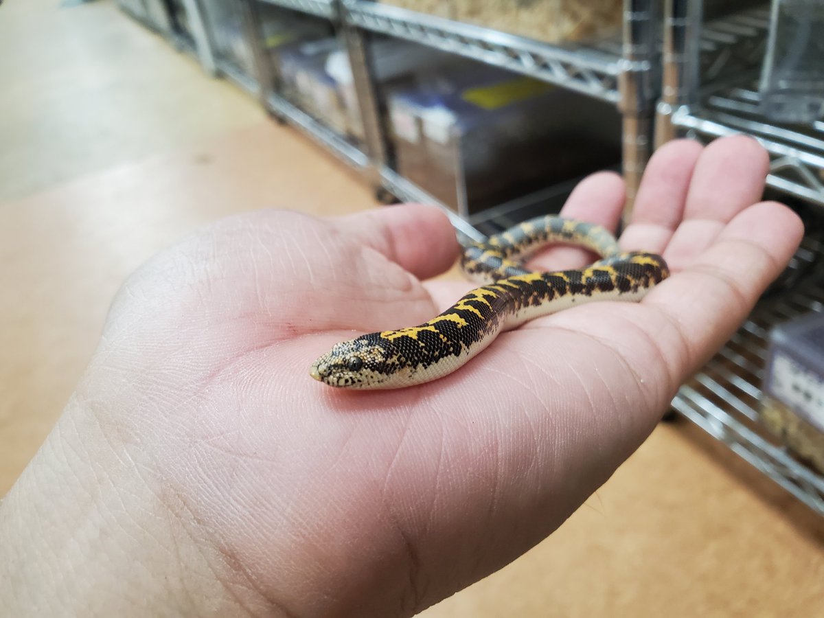 ペポニ@リミックスインター店 tweet media