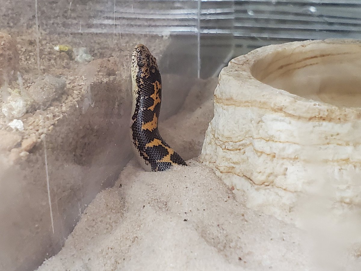 ペポニ@リミックスインター店 tweet media