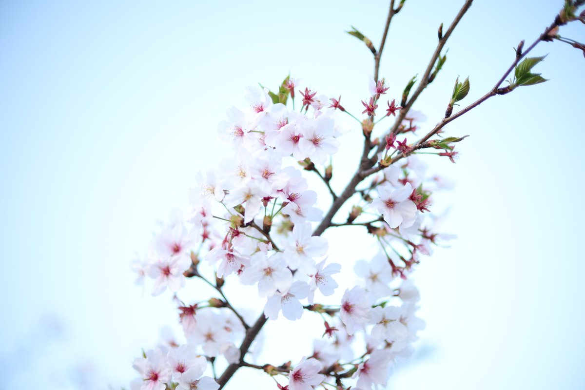 te_pix's tweet photo. RF45mm F1.2 STM https://t.co/qyVJmnggnL
