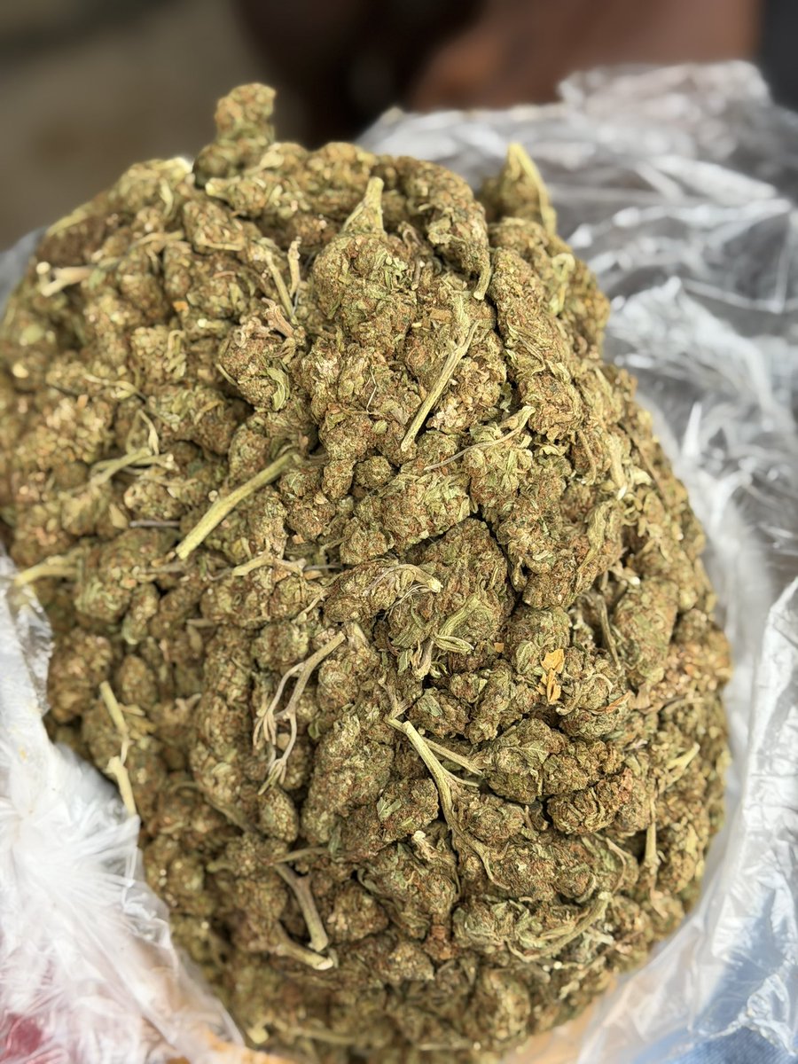 HARD BRAIN 🧠 STRAIN 🌳 tweet media